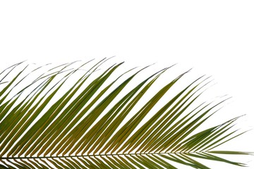 Obraz premium A brunch of tropical coconut tree leaves on white isolated background for green foliage backdrop 