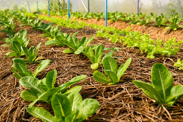 Organic vegetable farm of farmers There are many kinds of vegetables such as Green Oak,  Butterhead, Greencos are totally non-chemical vegetables.