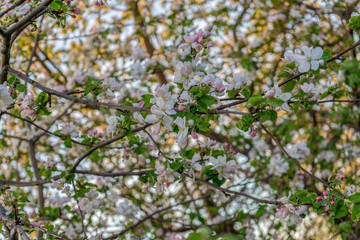 Blossoming apple tree strewn with flowers against sky. Lush spring blooming of fruit trees in garden. Beautiful natural background. Springtime, gardening concept