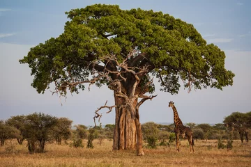 Fototapeten giraffe under a baobab in africa © Filippo