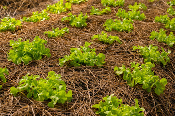 Organic vegetable farm of farmers There are many kinds of vegetables such as Green Oak,  Butterhead, Greencos are totally non-chemical vegetables.