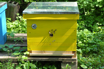 The nomadic apiary was taken to the forest