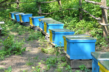 The nomadic apiary was taken to the forest