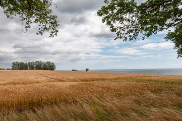 Suède. Swenden. Campagne de Skanie. Champs de blé mûr, sous un ciel nuageux. Scania campaign. Wheat fields, under a cloudy sky.