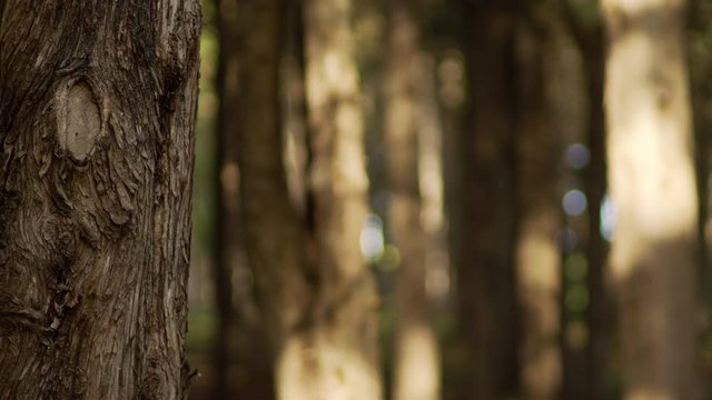 Shot de &aacute;rvore em floresta