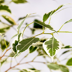 Foliage of ficus benjamin or crying fig. Close-up with shallow depth of field.