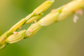 close up on beauty rice ears flowering from paddy fields 