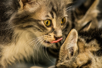 young cats are drinking milk