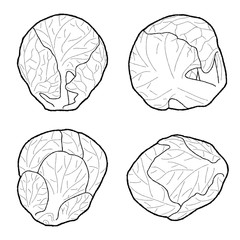 Brussels sprouts Vector Illustration Hand Drawn Vegetable Cartoon Art