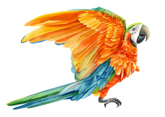 yellow parrot on an isolated white background, watercolor drawing, tropical birds © Hanna