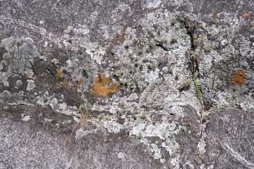 lichen on rock