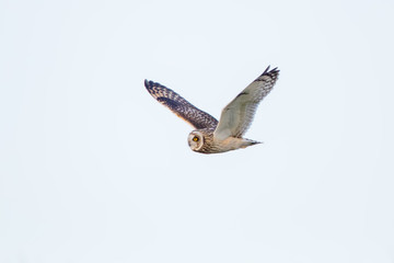 Short Eared Owl Flying