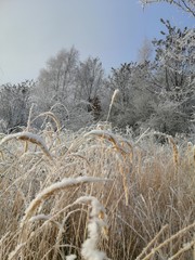 frost on grass