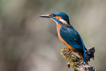 Kingfisher on Perch