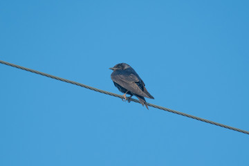 small bird on cable under blue sky
