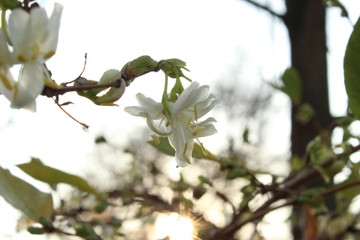 Frühlingsblüte, Sonnenaufgang