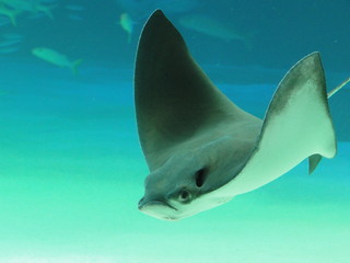 manta, raya marina, 