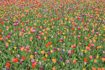 Multicolored tulip background in a park in Holland