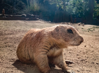 Meerkat very near in Zingst