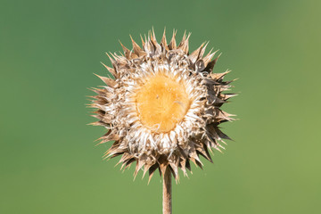 dandelion on black background