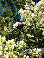 A black bug in Singapore