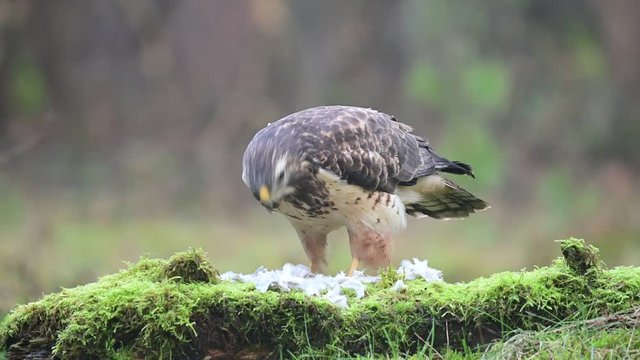 Common buzzard sitting on the forest meadow and pluck a woodpigeon, winter, (buteo buteo), germany