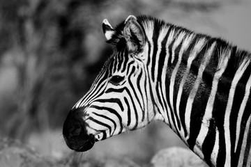 Fototapeta na wymiar Zebras are several species of African equids united by their distinctive black-and-white striped coats