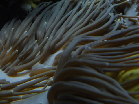Anemona, alga, 