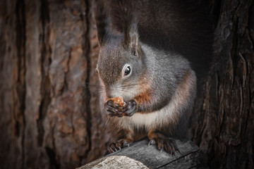 cute and funny squirrel adventures in the forest