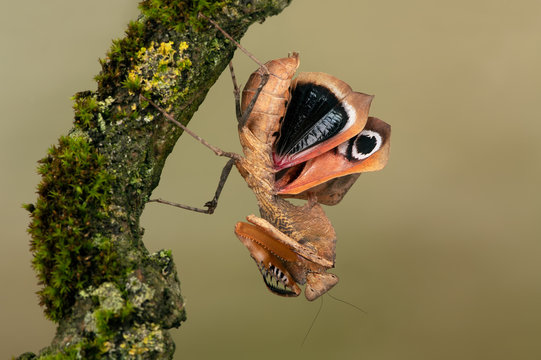 Dead Leaf Mantis (Deroplatys desiccata) showing threat display