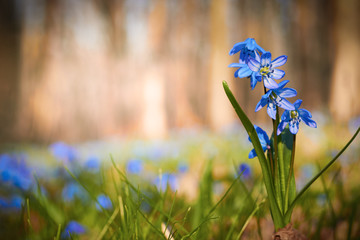 Beautiful spring scilla flowers on grass and park blurred background with copy space