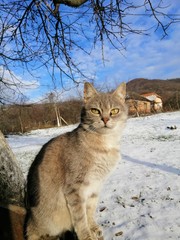cat in the snow