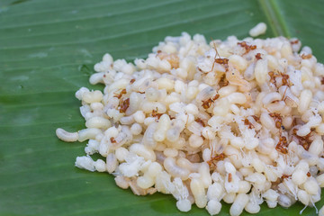 ant eggs on plants