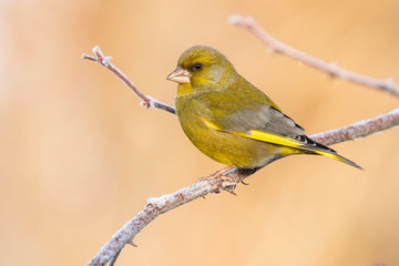 European male goldfinch (chloris chloris), sitting on a branch on a homogeneous blurred background.