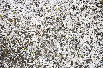White and black gravel