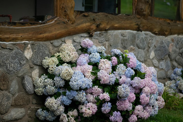 Hydrangeas in bloom
