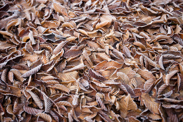 Frosty leaves on the ground