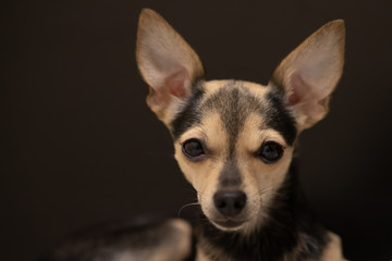 Naklejka na ściany i meble Closeup toy terrier dog with big ears