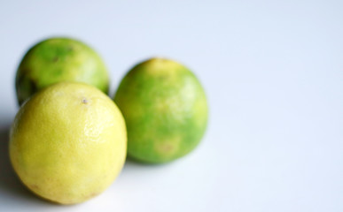 Lime (citrus fruit) on white background. 
