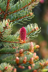 Naklejka na ściany i meble red young pine cone on the branch of spruce, Picea omorica, Picea abies Acrocona