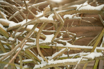 Close-up view of vines covered in snow