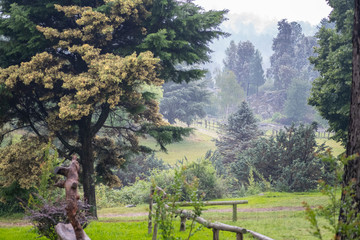 landscape with trees