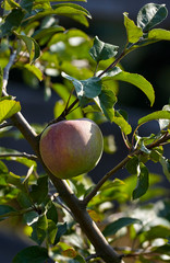 apple of the Malinowka variety on the apple branch