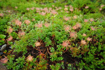 高山植物