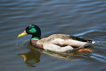 duck in water