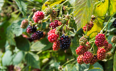 shrub with ripe and unripe blackberries