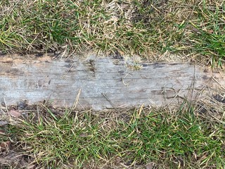 Background texture: Old board on green grass. Overgrown path, a board in the ground.