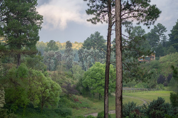 forest in the mountains
