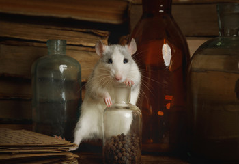 Fototapeta na wymiar Rat runs around among old bottles and letters