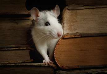 Little cute rat crawled between the old books